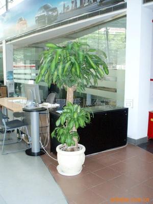 真花綠化花柱選購指南 價格、供應與批發渠道解析